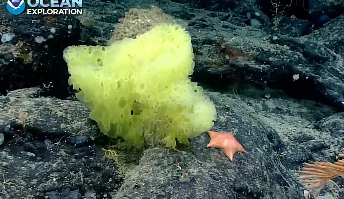 Учёные обнаружили реальных Губку Боба и Патрика на дне океана
