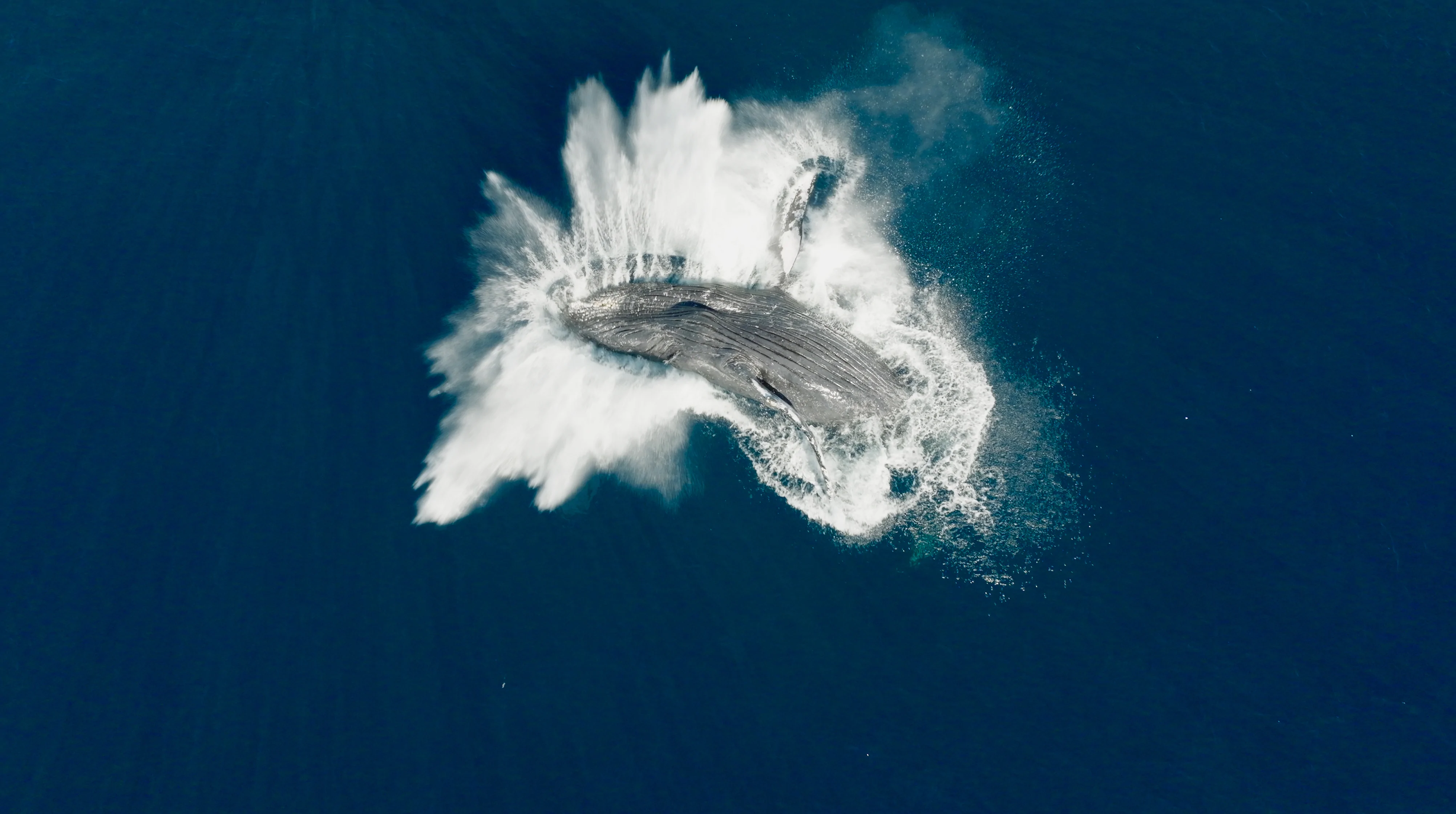 киты стражи планеты