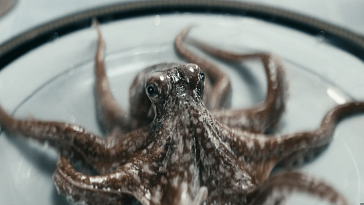 PETA поблагодарила авторов «Пацанов» за этичное отношение к осьминогам